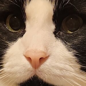 Meet your Posher, Johnny